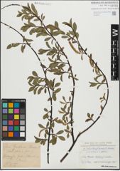 Foto von Salix glabra Scop. x Salix retusa L.